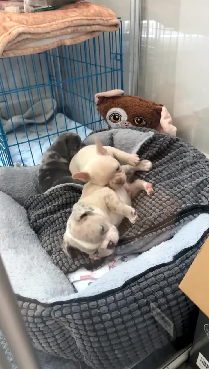 French Bulldog dogs for sale: French Bulldog 3 - Video 2