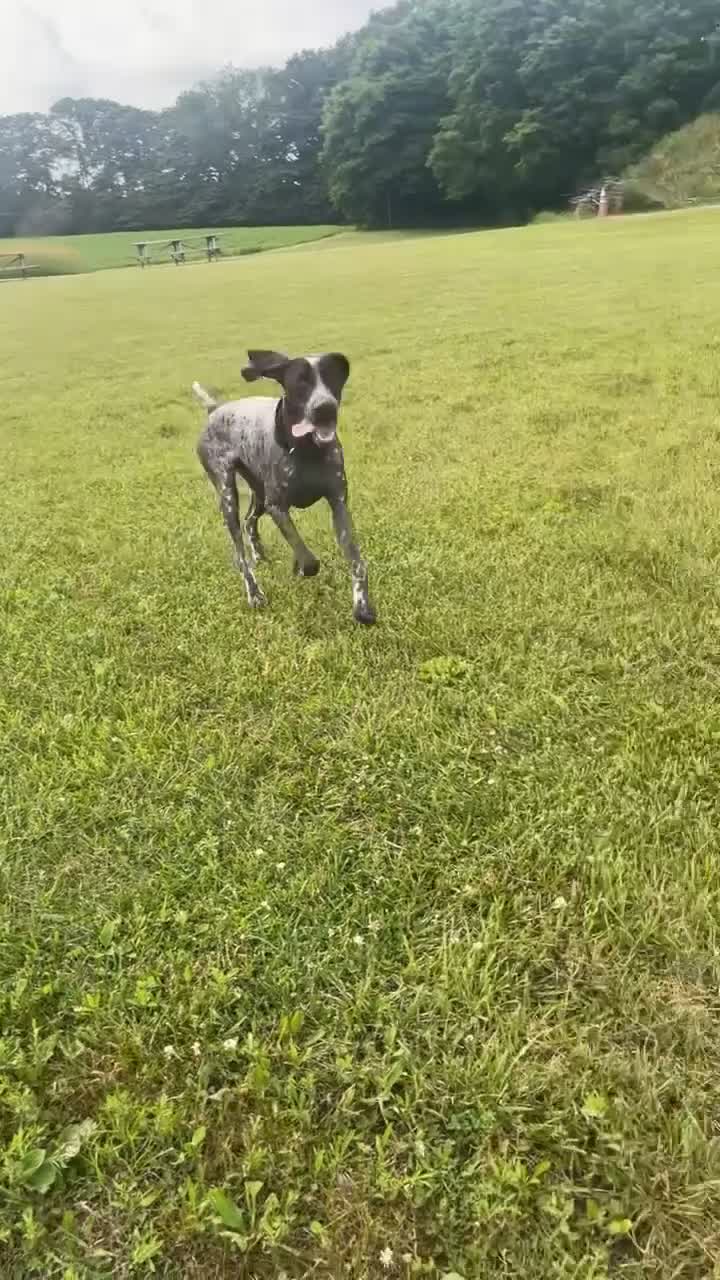 German Shorthaired Pointer dogs for sale: German Shorthaired Pointer 1 - Video 1