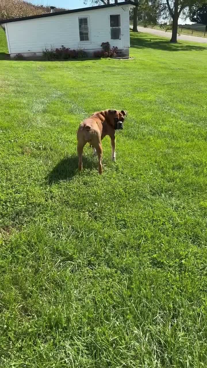 Boxer dogs for sale: Ruby - Video 1