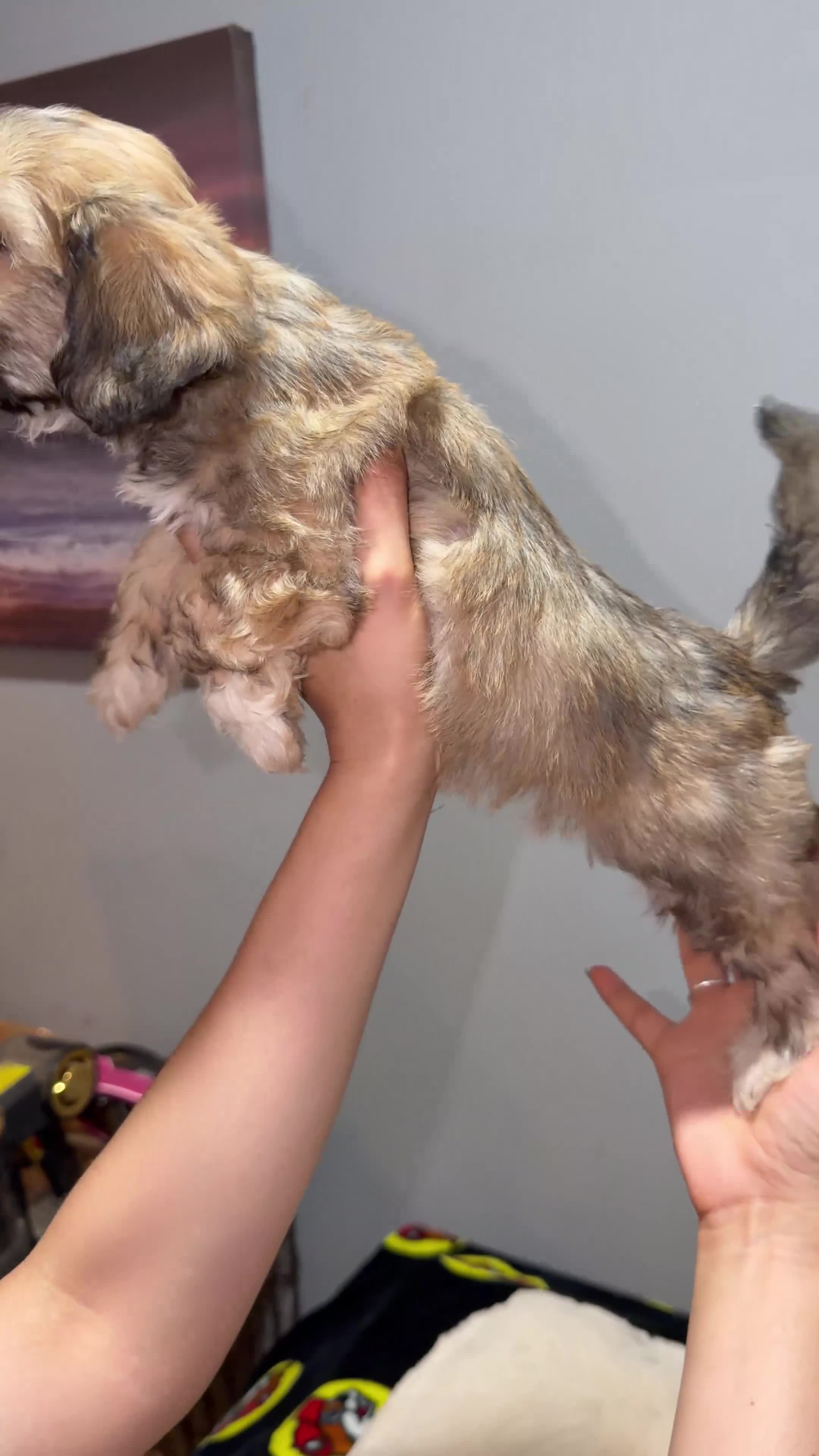 Maltese dogs for sale: Little man 2  - Video 2