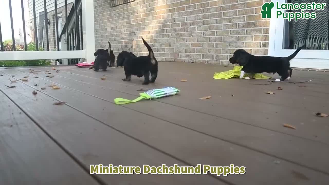 Miniature Dachshund dogs for sale: Felicity - Video 1