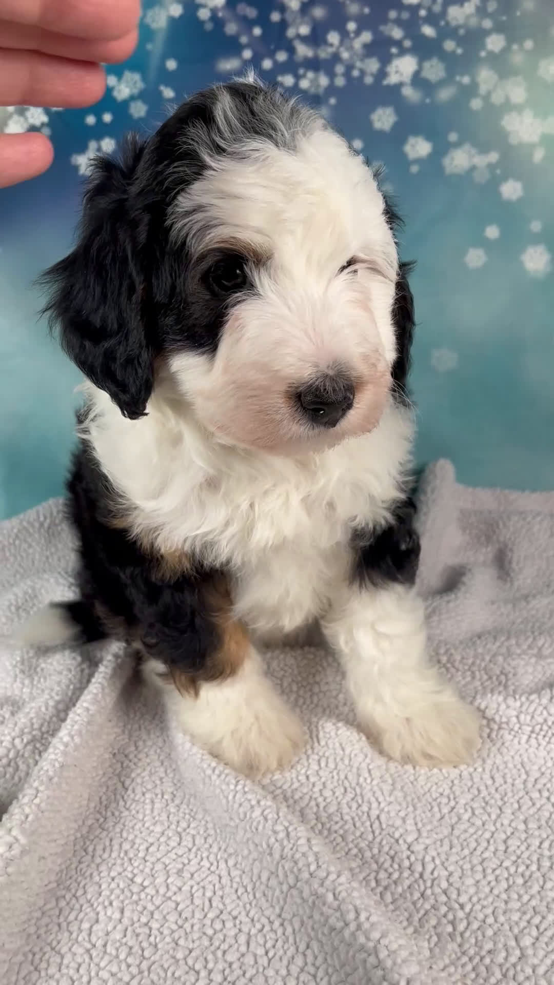 Mini Bernedoodle dogs for sale: Charles - Video 1