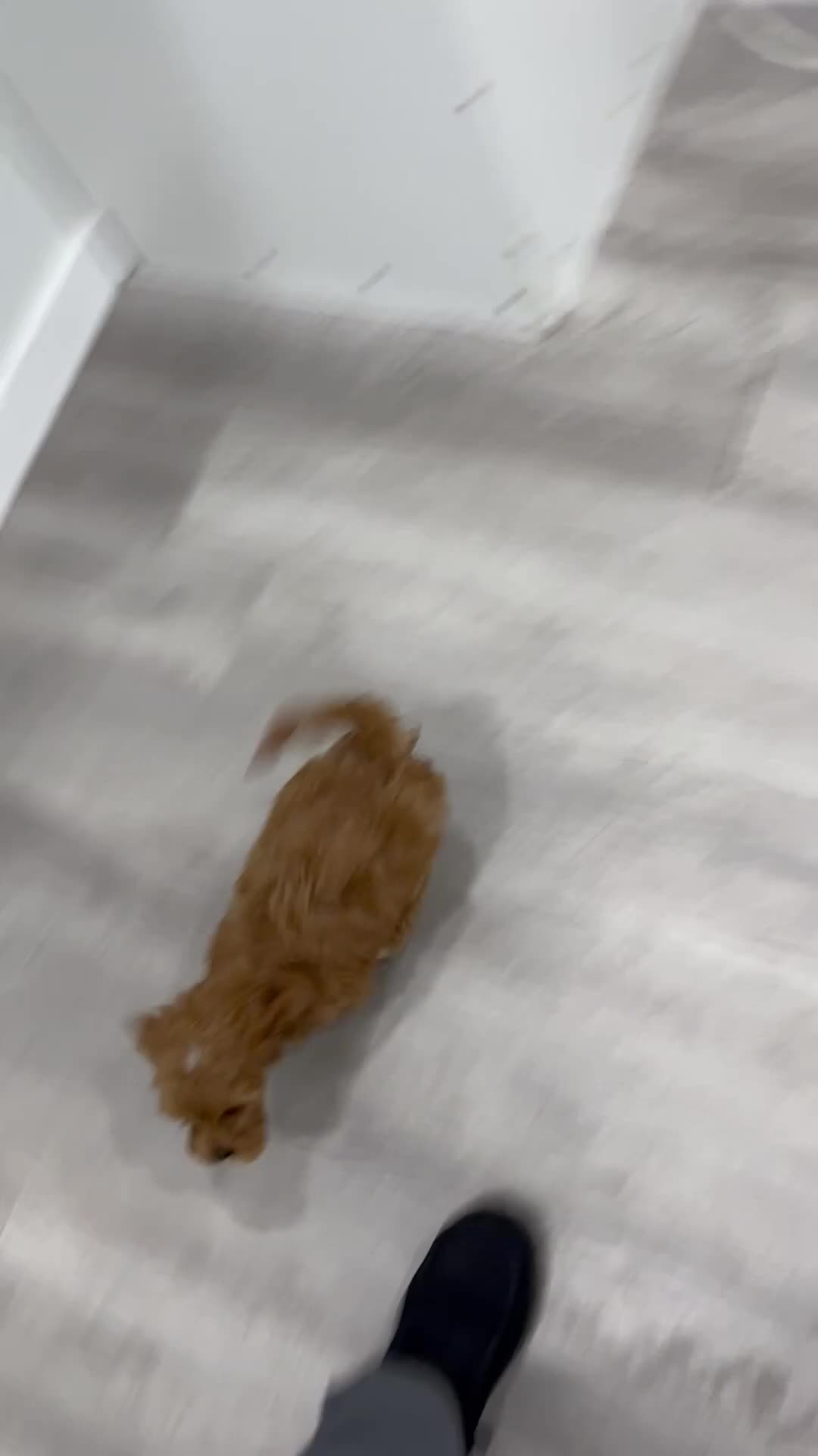 Cavapoo dogs for sale: Bryce - Video 1