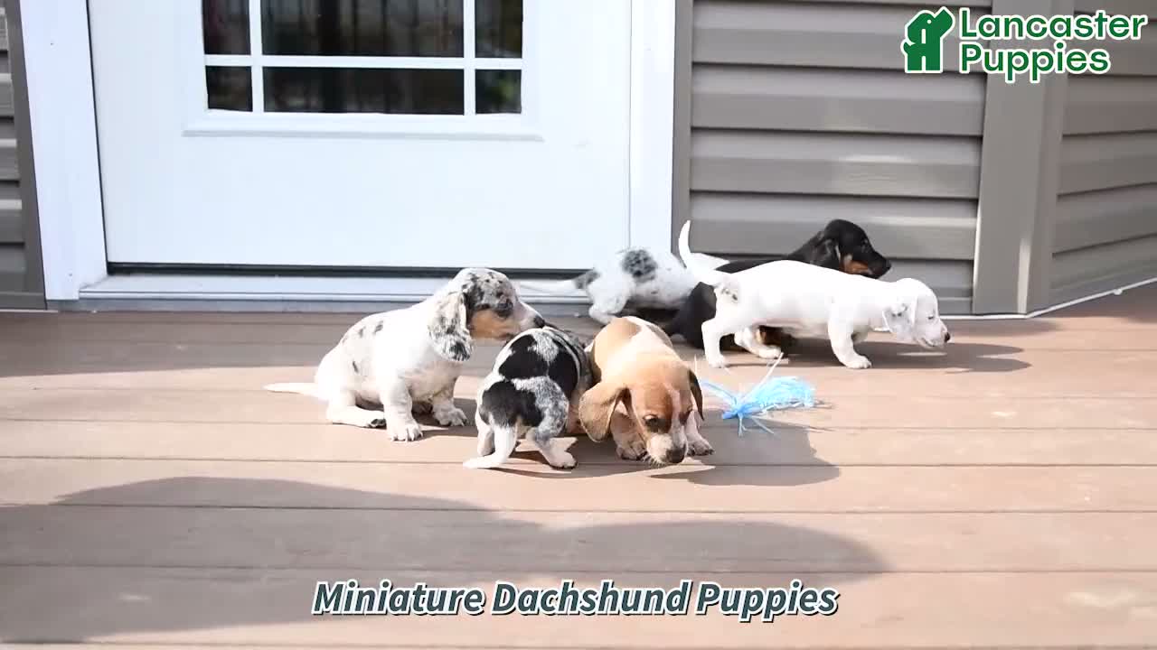 Miniature Dachshund dogs for sale: Jasper - Video 1