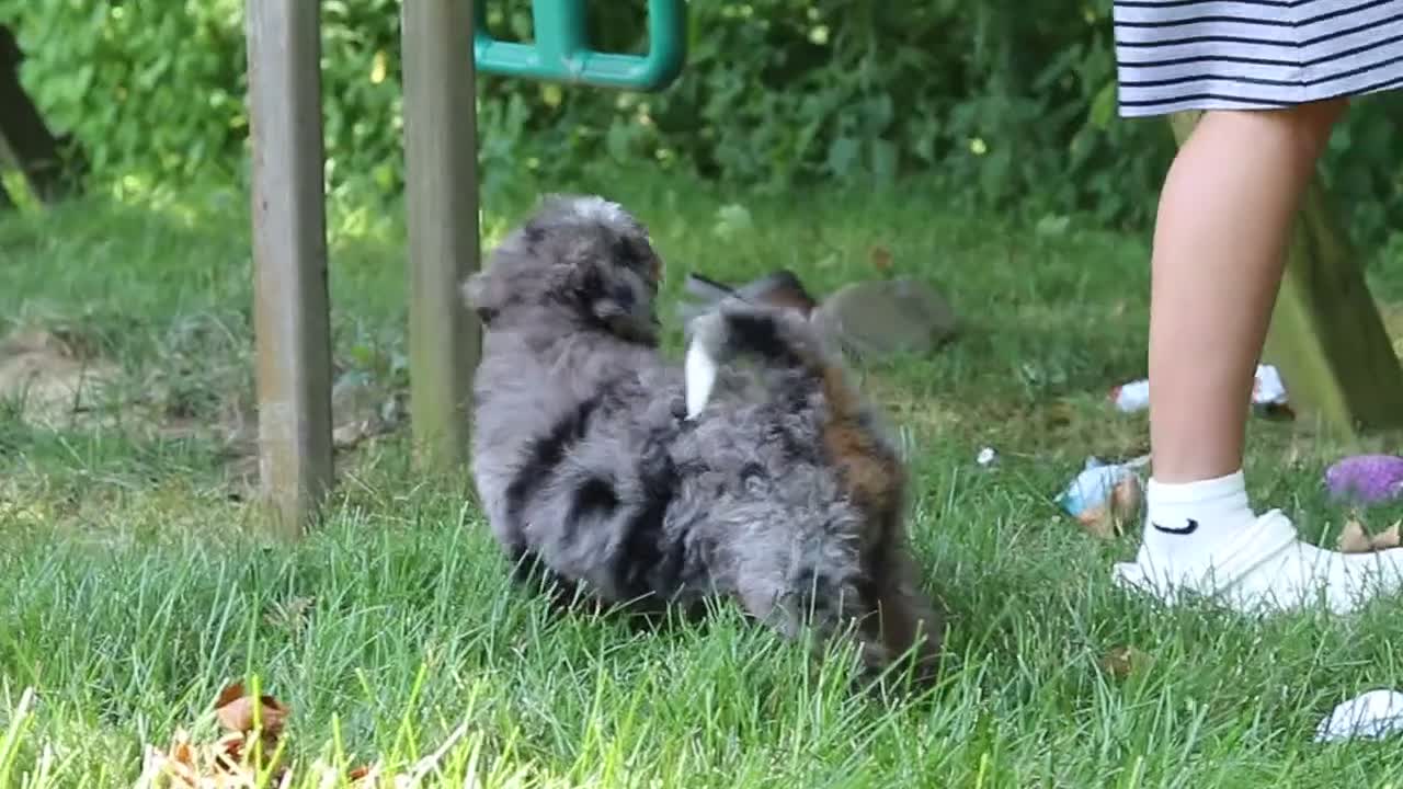 Mini Bernedoodle dogs for sale: Poppy - Video 1
