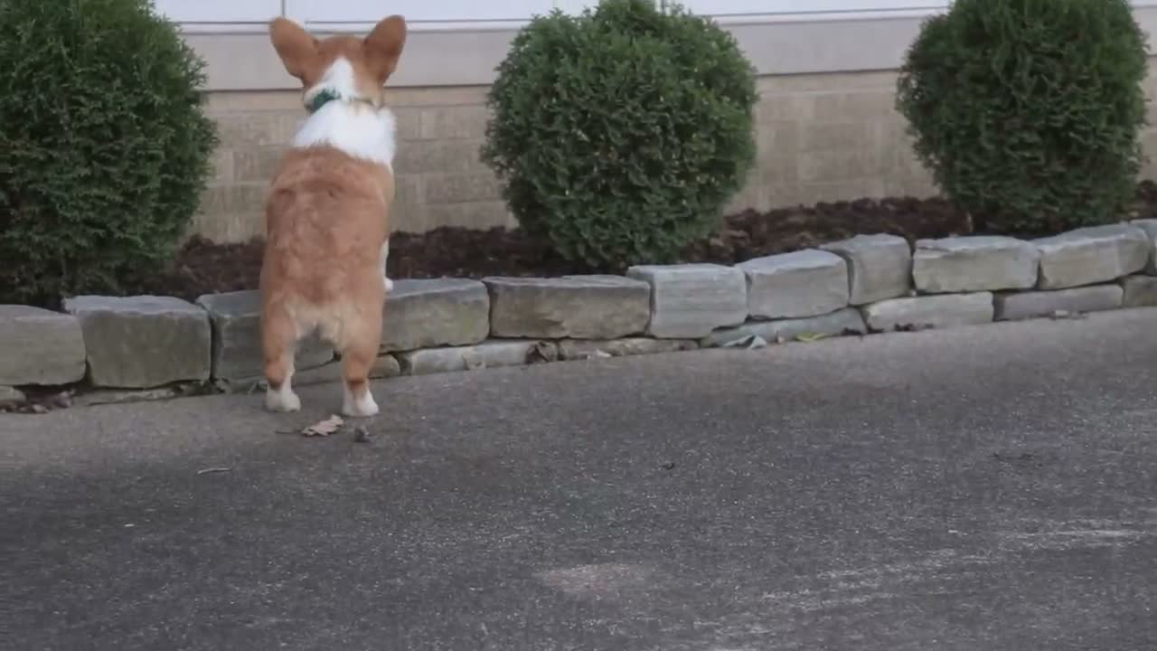 Welsh Corgi Pembroke dogs for sale: Josie Welsh Corgi Pembroke  - Video 1