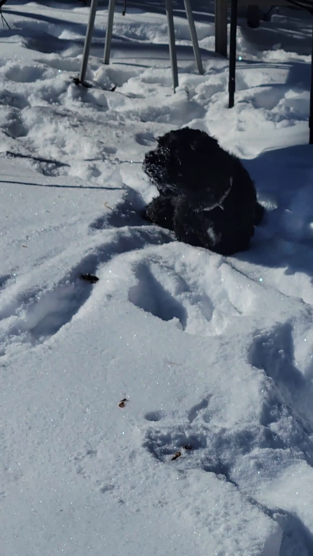 Cocker Spaniel dogs for sale: Cocker Spaniel Puppy 1 - Video 1