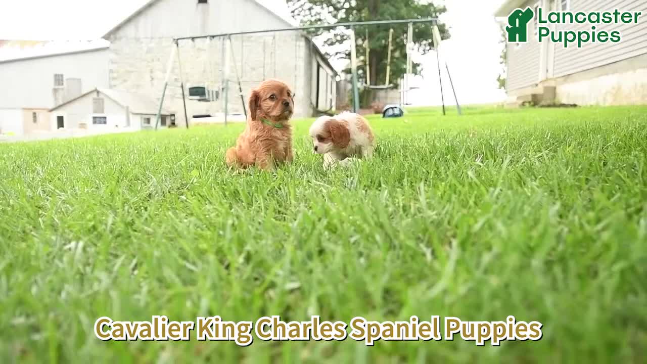 Cavalier King Charles Spaniel dogs for sale: Chester - Video 1