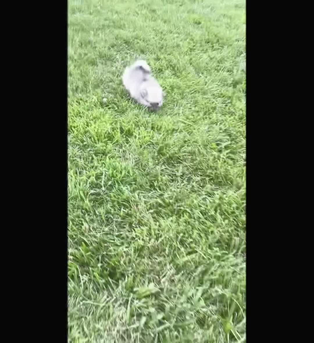 Pomeranian dogs for sale: Knight - Video 1