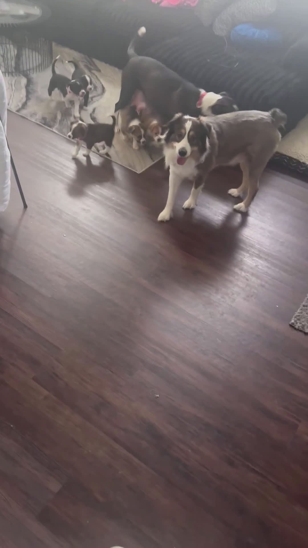 Mixed Breed dogs for sale: Autumn  - Video 2