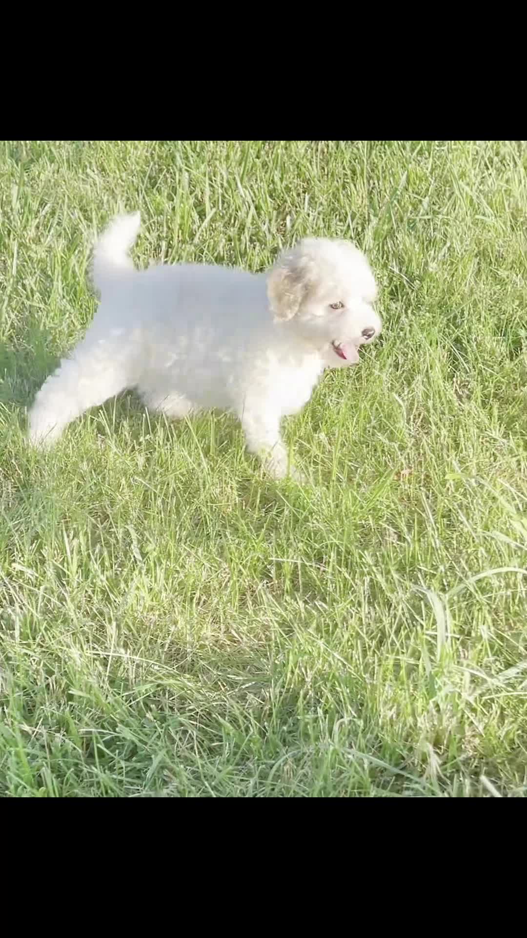 Mini Goldendoodle dogs for sale: nixie - Video 1