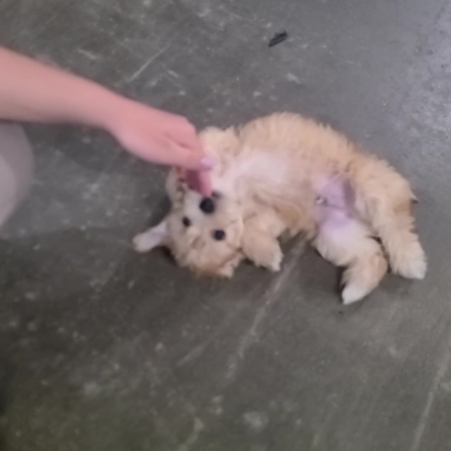 Morkie dogs for sale: Walker - Video 1