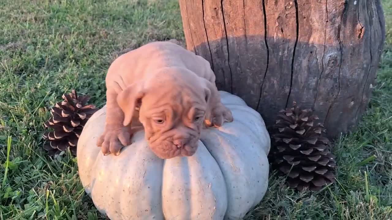 English Bulldog dogs for sale: Lily - Video 1