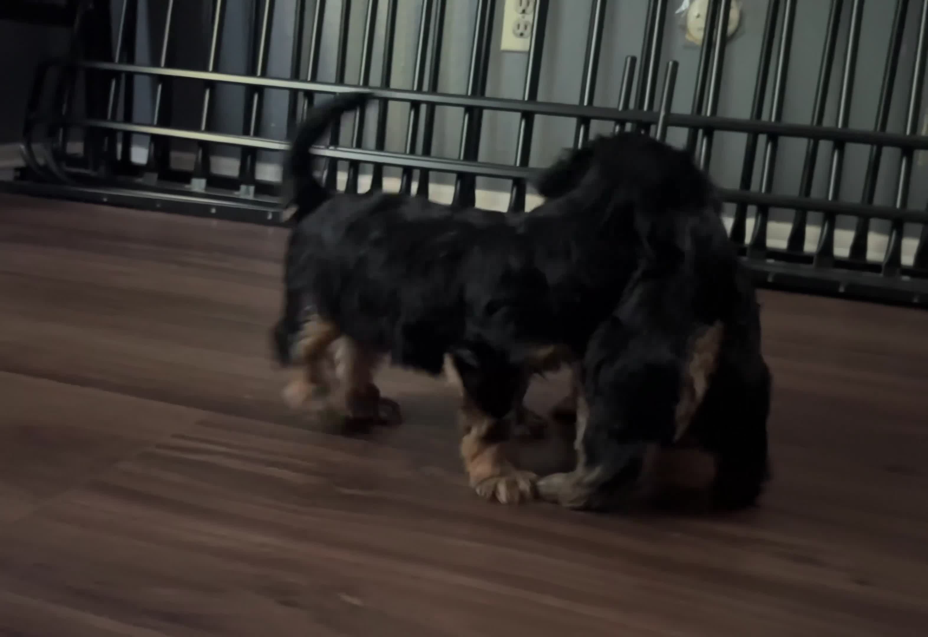 Yorkshire Terrier dogs for sale: Shayla - Video 1