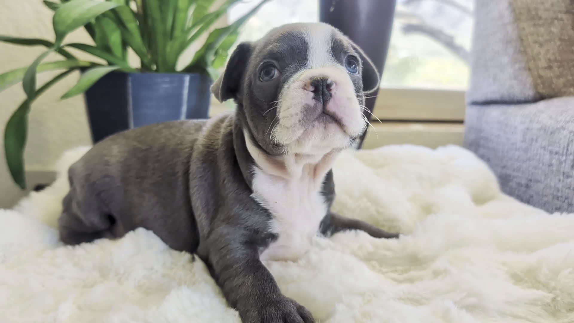 Frenchton dogs for sale: Lucky - Video 2