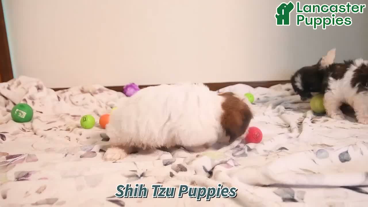 Shih Tzu dogs for sale: Nemo - Video 1