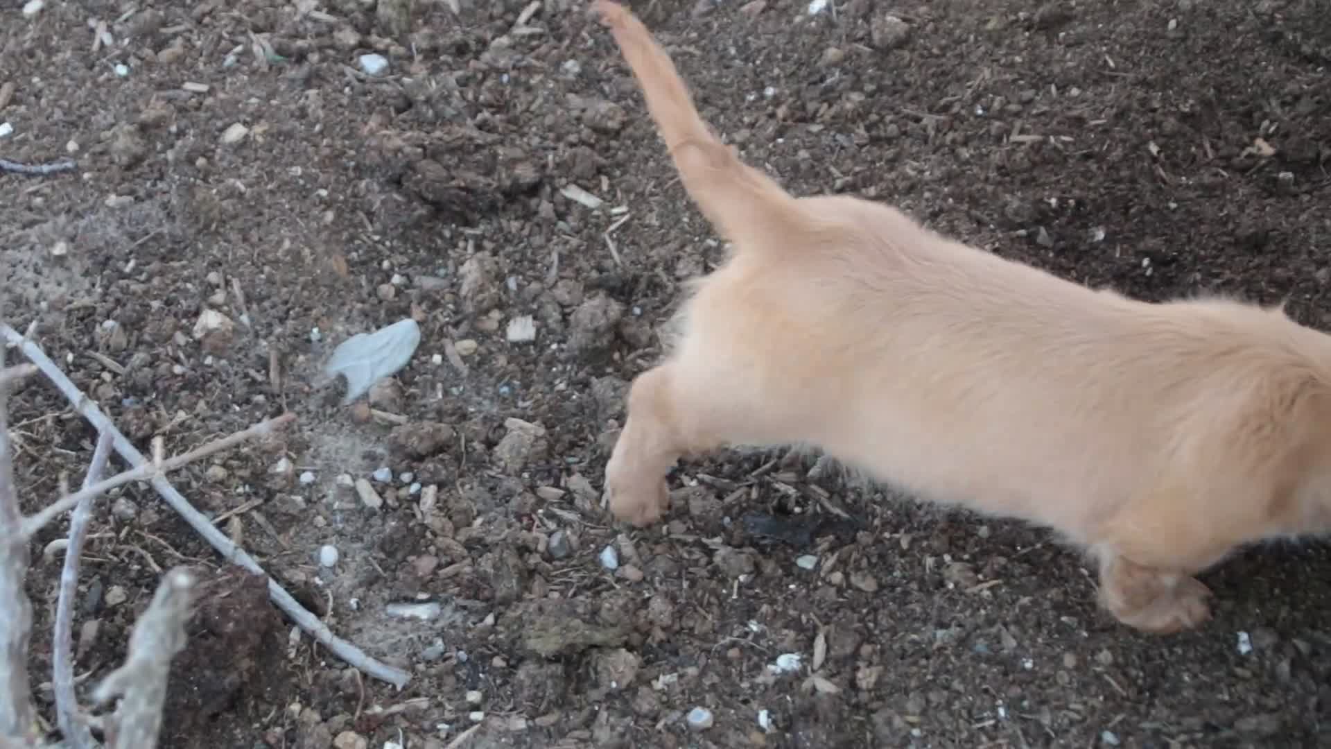 Miniature Dachshund dogs for sale: Bambi - Video 1