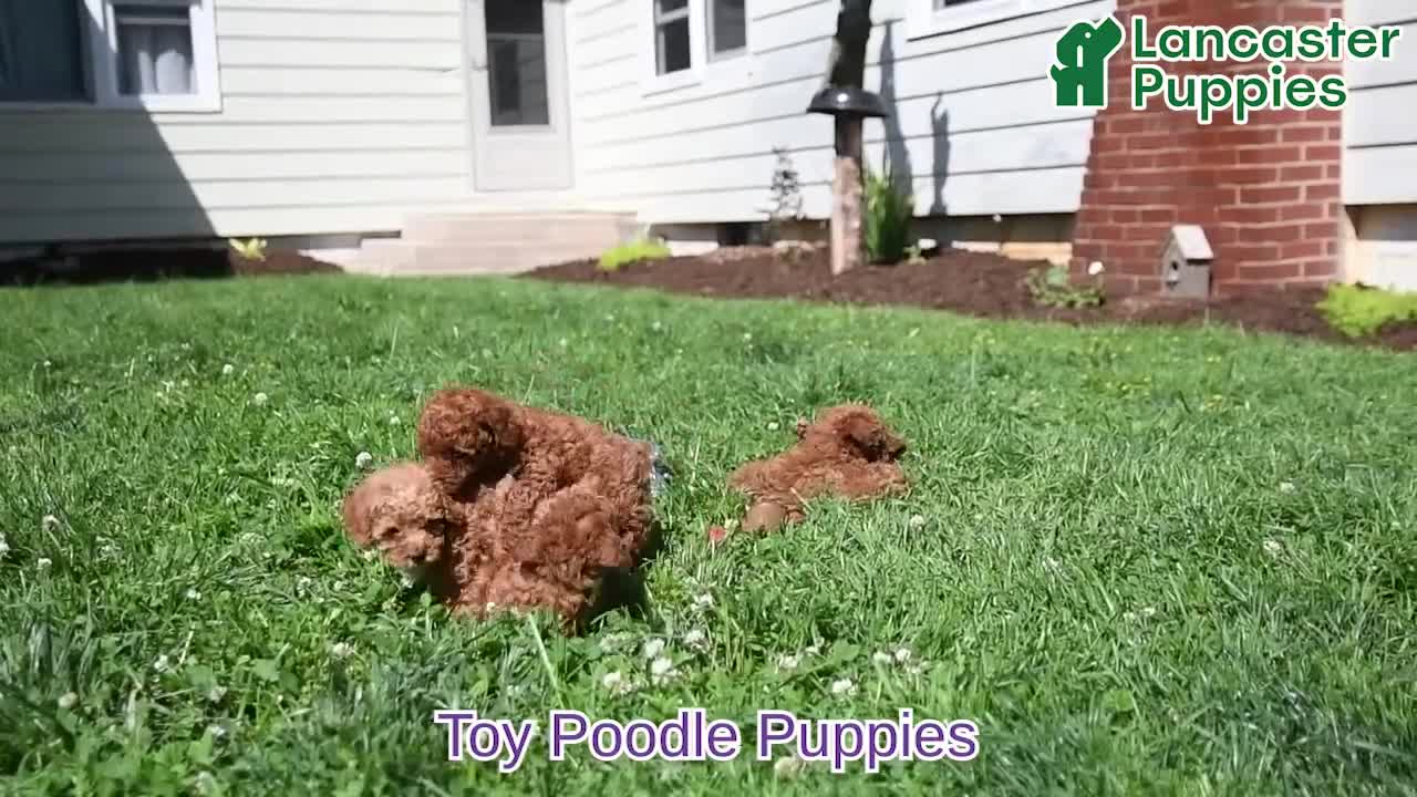 Toy Poodle dogs for sale: Salem - Video 1