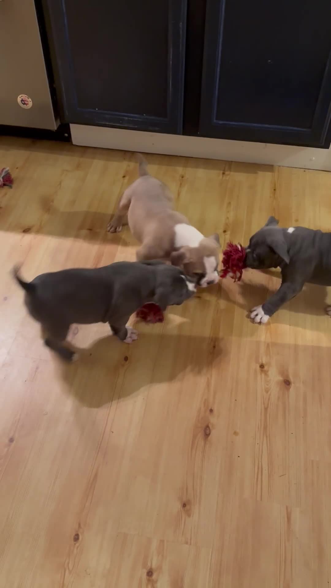 American Bully dogs for sale: Bailey  - Video 1