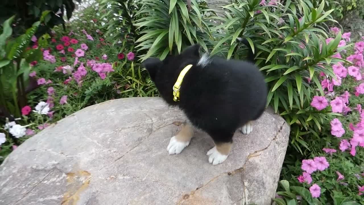 German Shepherd dogs for sale: German Shepherd Brittney 10 - Video 1