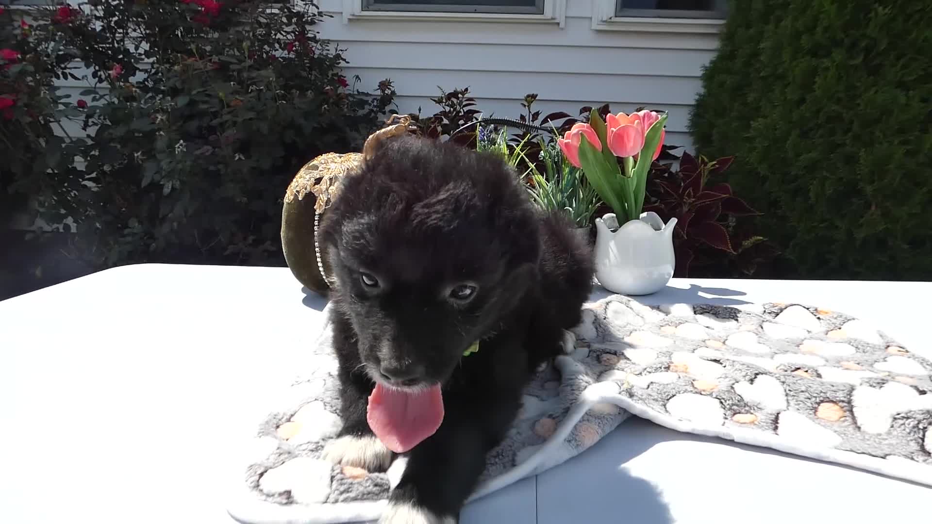 Mixed Breed dogs for sale: Mixed Breed 7 Jaime - Video 1