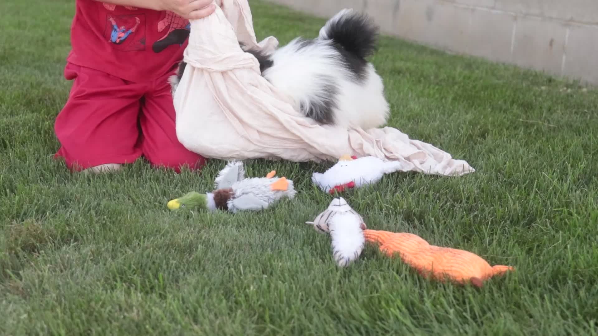 Havanese dogs for sale: Ivan Havanese Puppy  - Video 3