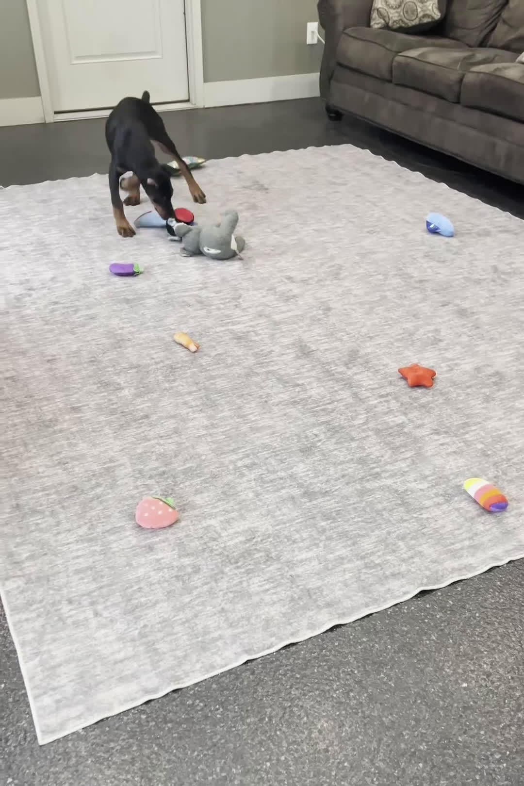 Doberman Pinscher dogs for sale: Rushka AKC European Doberman Pinscher HUGE - Video 1