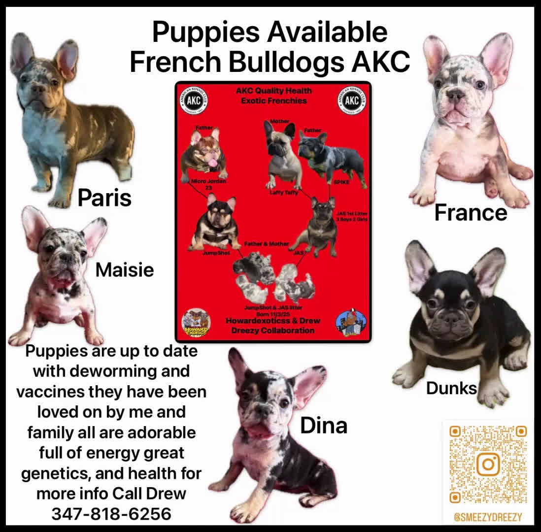 French Bulldog dogs for sale: French Bulldog Puppy 2 - Video 2