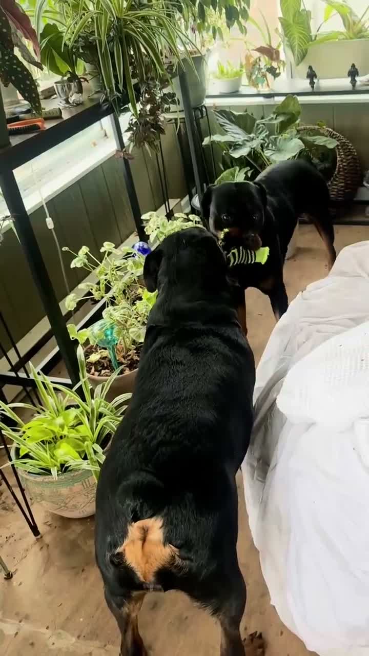 Rottweiler dogs for sale: Rottweiler 2 - Video 3
