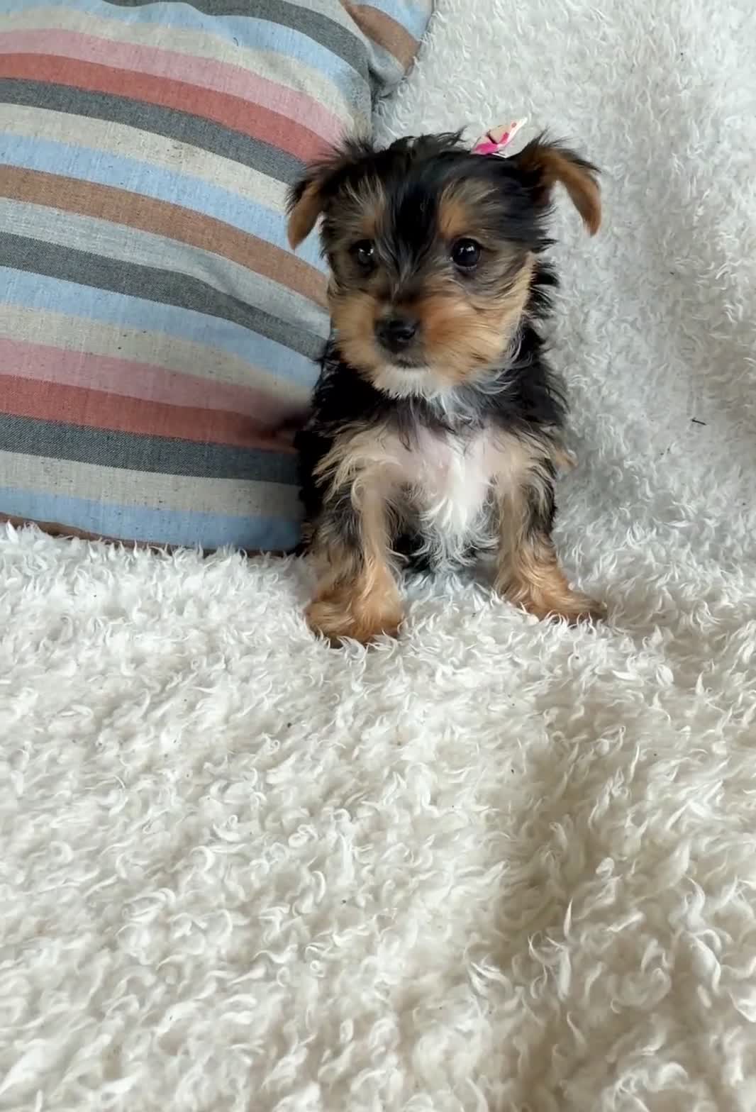 Yorkshire Terrier dogs for sale: Jasmin - Video 1