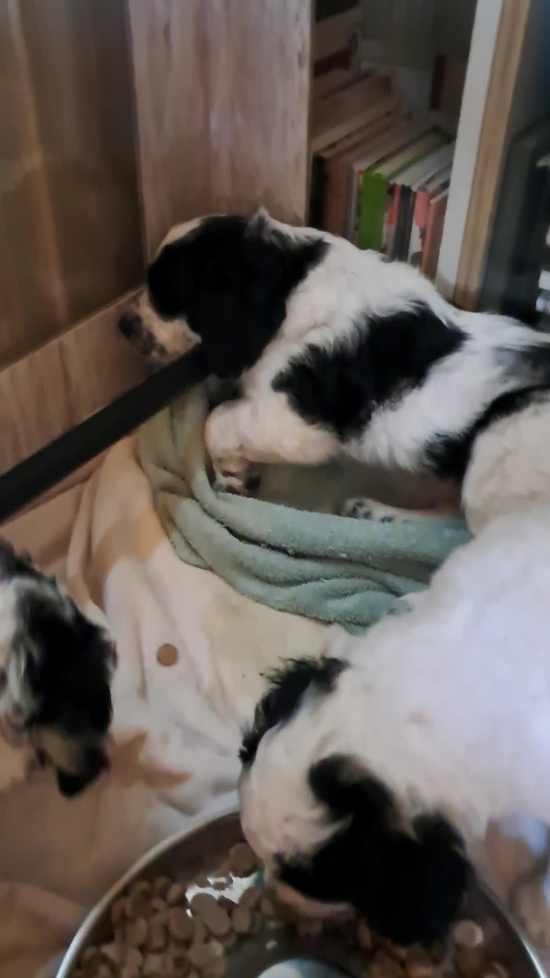 Double Doodle dogs for sale: Levi - Video 1