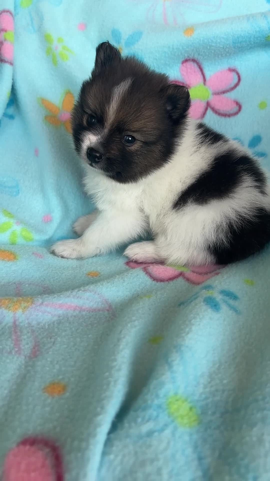 Pomeranian dogs for sale: Pomeranian 2 - Video 2