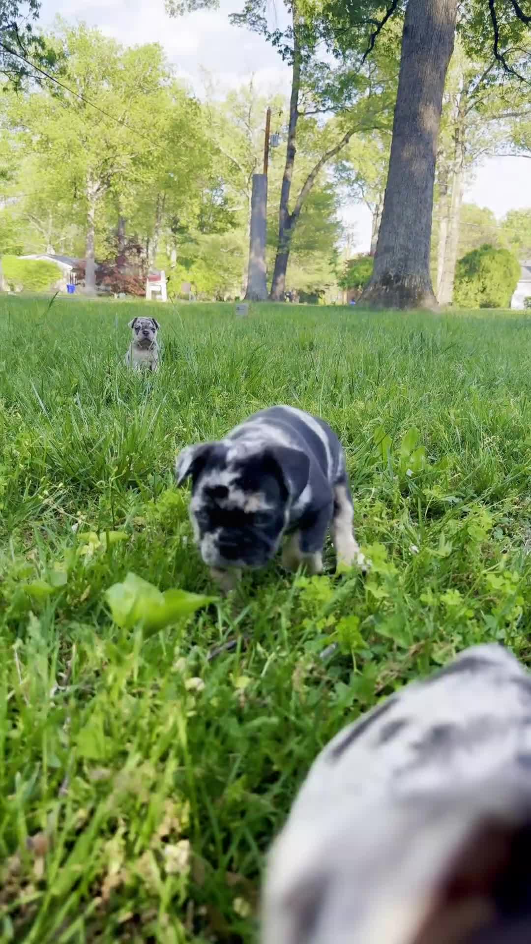 French Bulldog dogs for sale: Cookie - Video 6