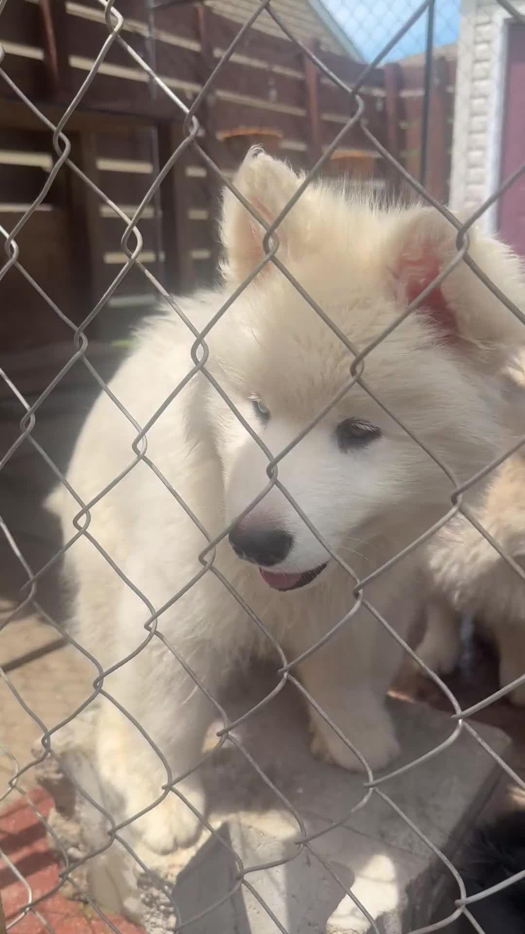 Siberian Husky dogs for sale: Tank - Video 2