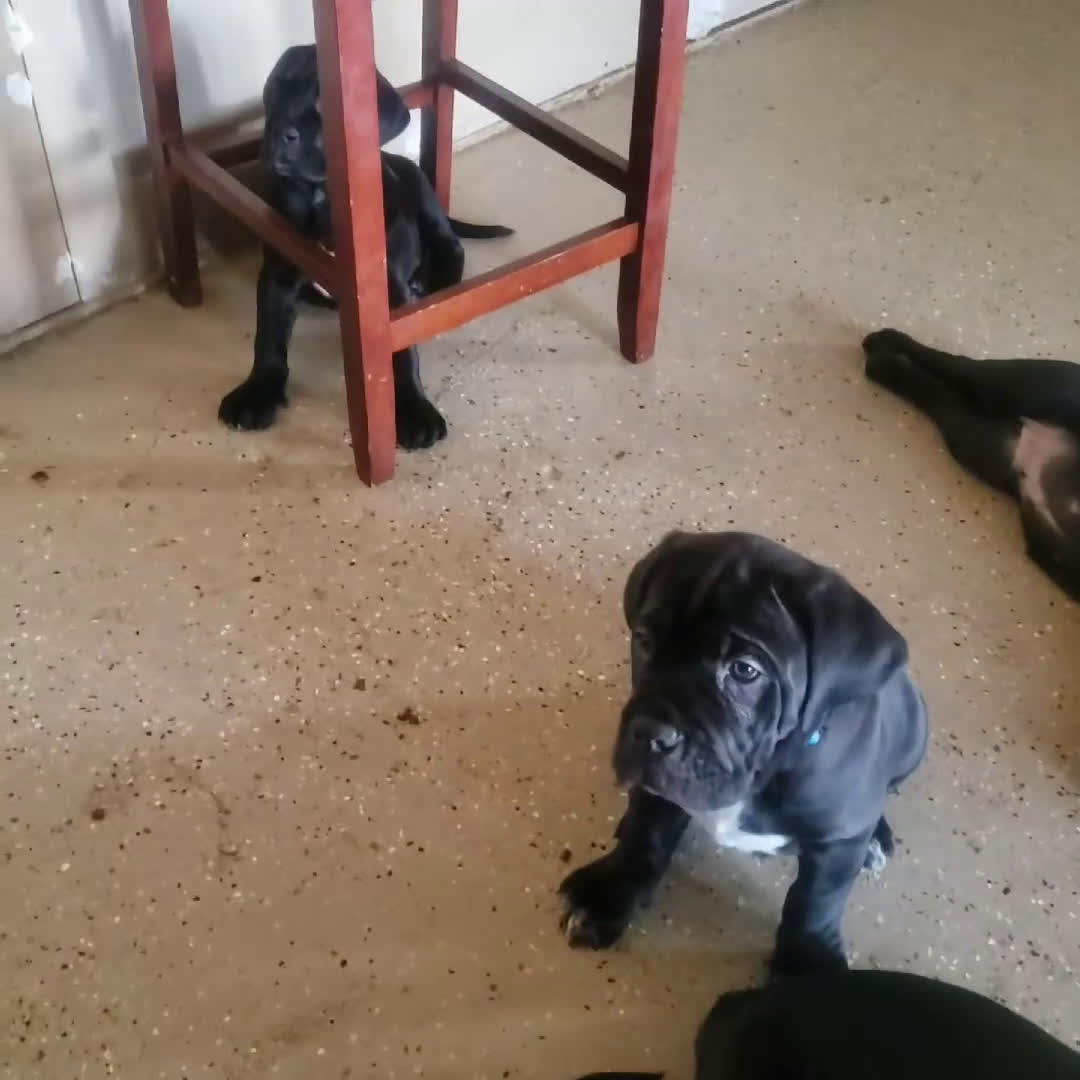 Cane Corso dogs for sale: Cane Corso Puppy 1 blue  - Video 1