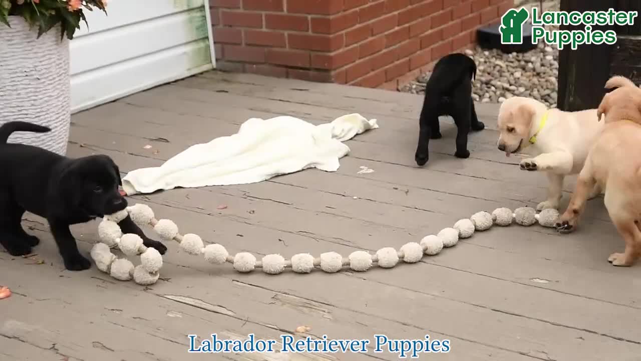 Labrador Retriever dogs for sale: Mango - Video 1