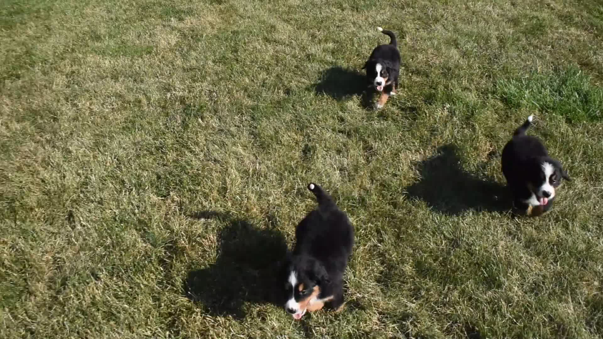 Bernese Mountain Dog dogs for sale: Nova - Video 1