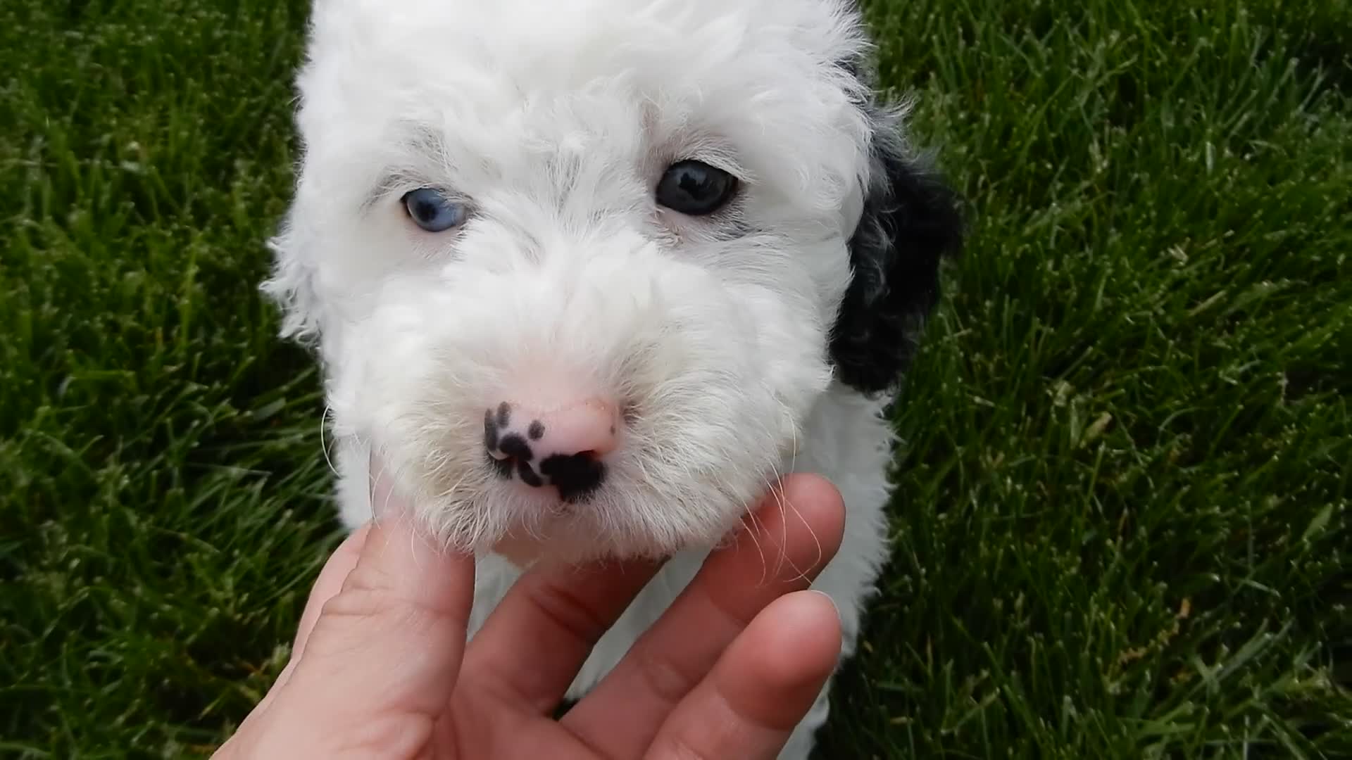 Sheepadoodle dogs for sale: Roxy-MEDIUM - Video 1