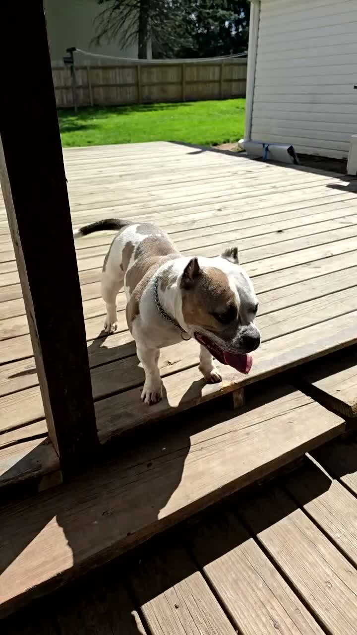 American Bully dogs for sale: 9x Kennels Björn Ironside Aka Cubb  - Video 1
