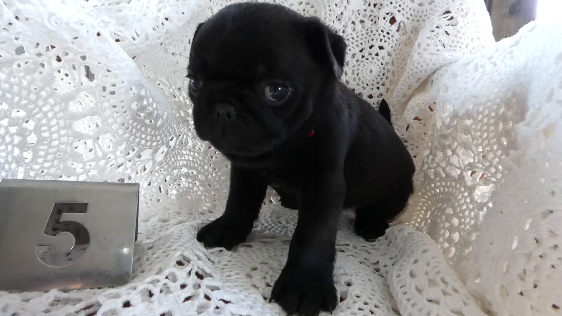 Pug dogs for sale: Pug Puppy 5 Myron - Video 1