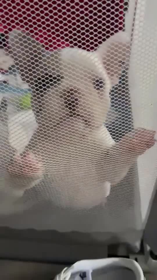 French Bulldog dogs for sale: French Bulldog 1 - Video 1