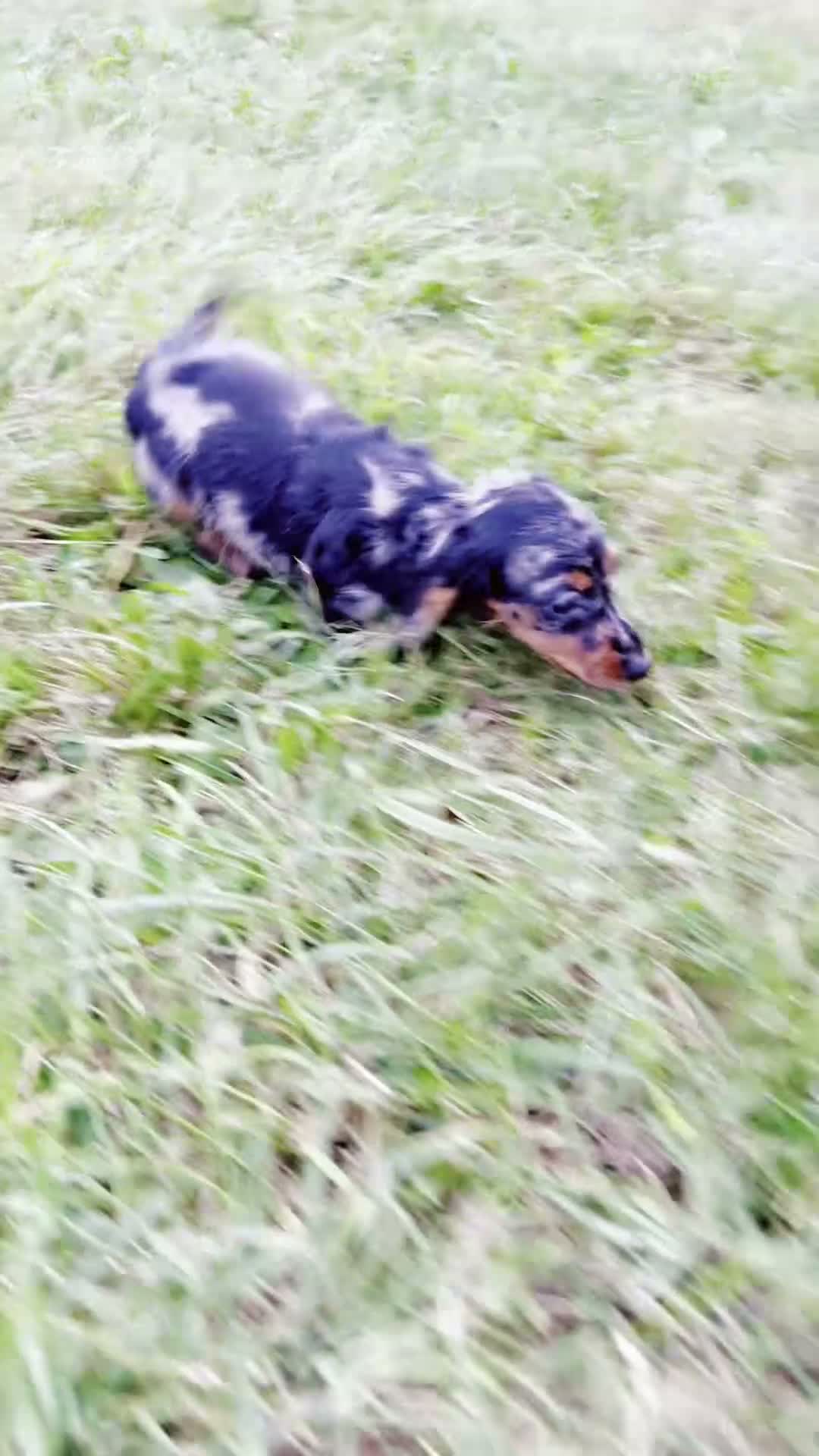 Miniature Dachshund dogs for sale: Dottie - Video 1