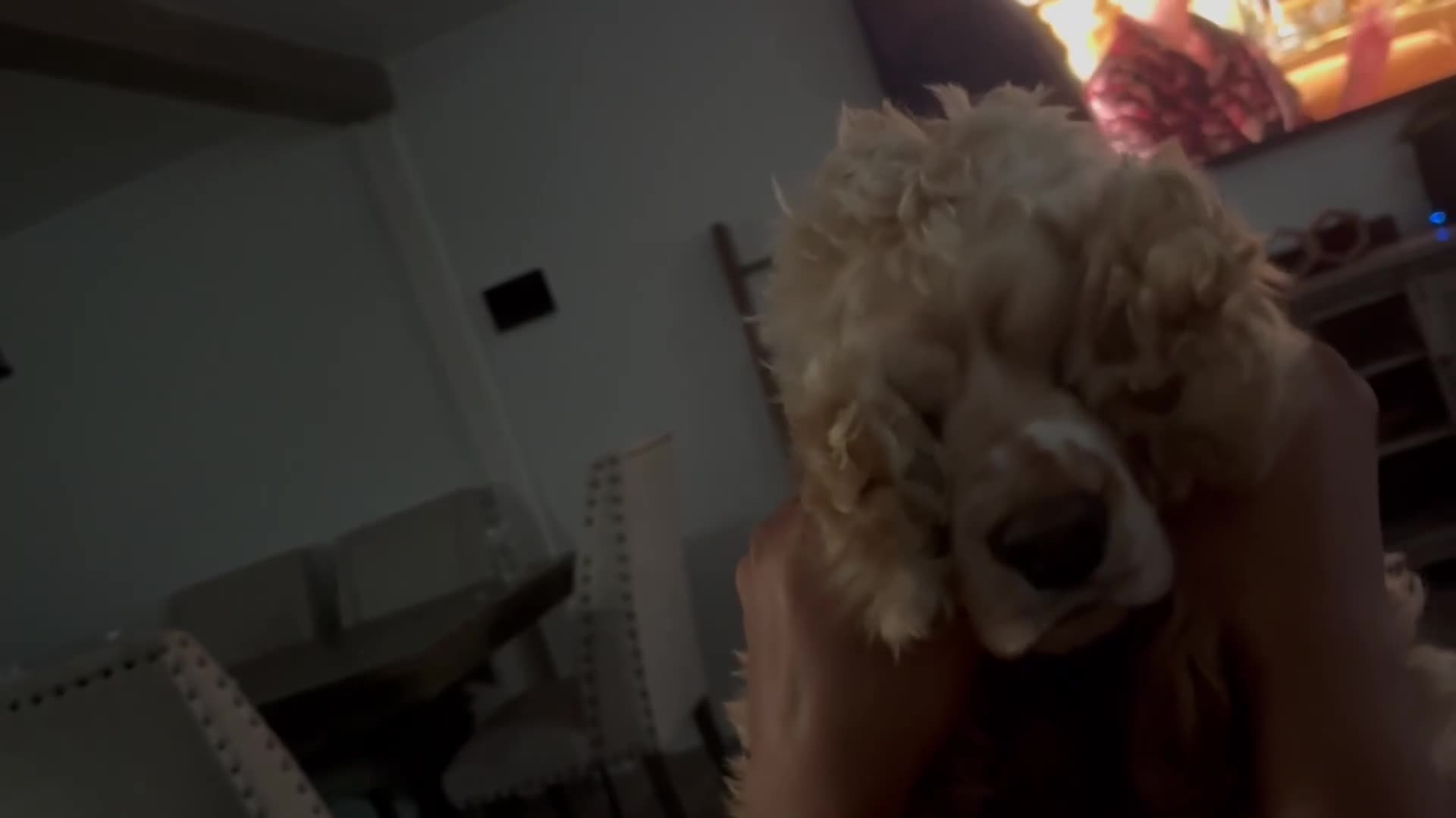 Cocker Spaniel dogs for sale: Cocker Spaniel Puppy 6 - Video 1