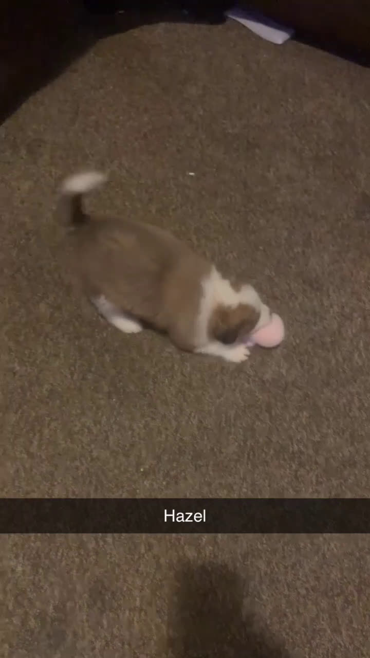 Mixed Breed dogs for sale: Hazel  - Video 1