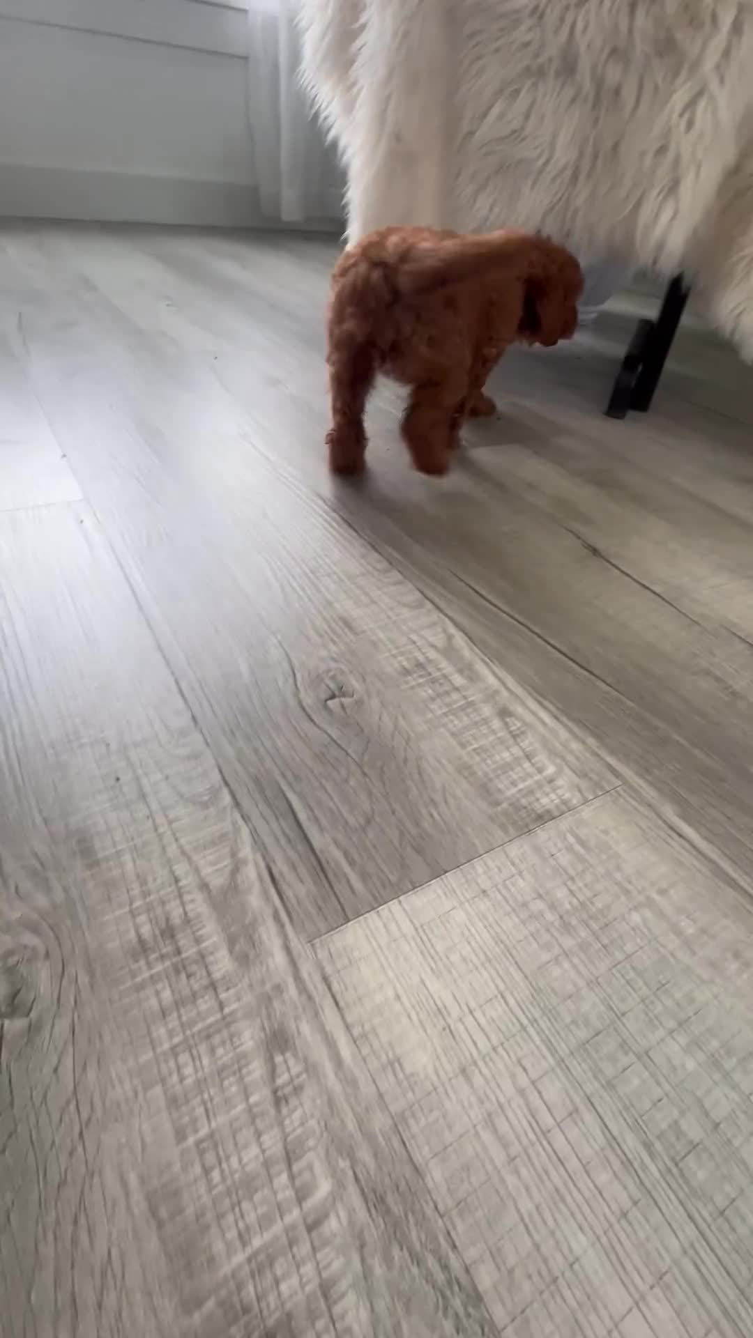 Mini Goldendoodle dogs for sale: Carolina - Video 1
