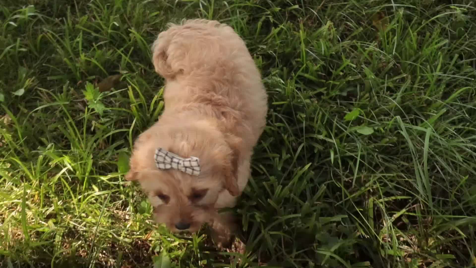 Mixed Breed dogs for sale: Buttons Munchkin Bernedoodle - Video 1