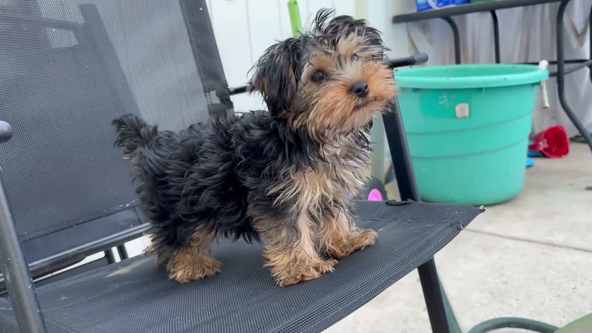 Yorkshire Terrier dogs for sale: Dior  - Video 1