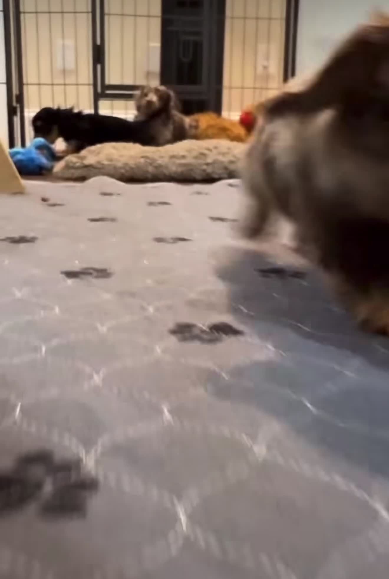 Miniature Dachshund dogs for sale: Charlie  - Video 2