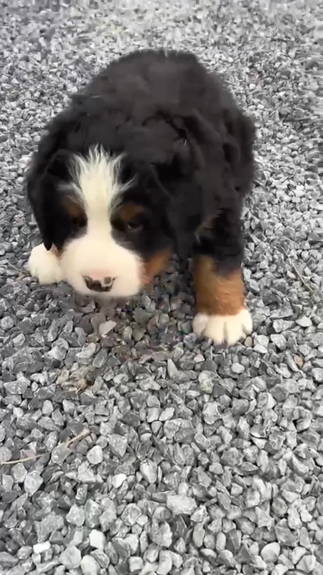 Bernese Mountain Dog dogs for sale: Tommy - Video 1