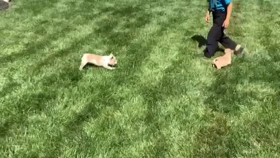 French Bulldog dogs for sale: Archie - Video 1